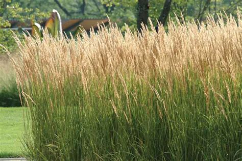 Feather Reed Grass Karl Foerster Waytogrowgreenhouses