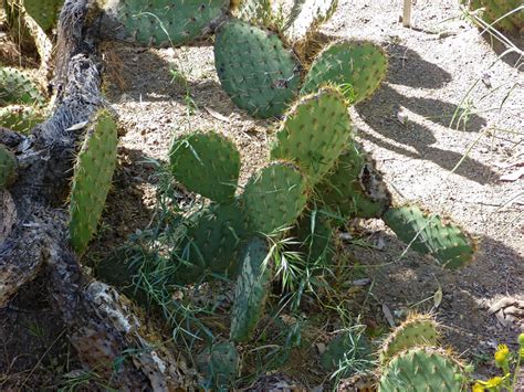 State of california, in southern oregon, and in the northern portion of the baja california peninsula in mexico. Opuntia oricola, chaparral prickly pear