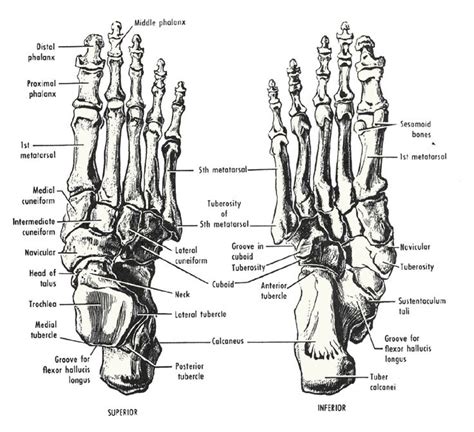 The Body Fig 12 32 Bones Of The Right Foot Click For