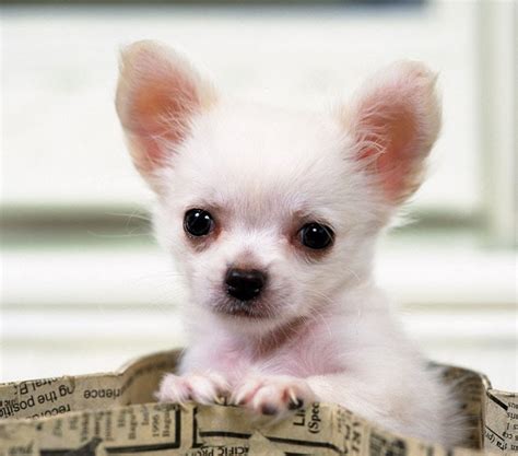 Teacup Chihuahua Mini Chihuahua Different Breeds Of Dogscute Puppy