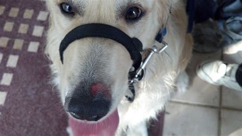 Nose Sore Rug Burn Hot Spot Golden Retriever Dog Forums