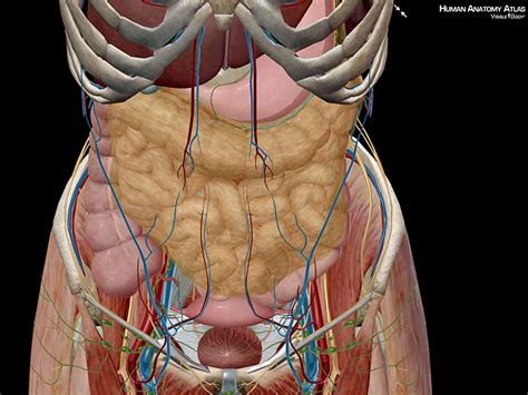 The female abdomen anatomy women are. 5 Facts about the Anatomy of the Pelvic Cavity