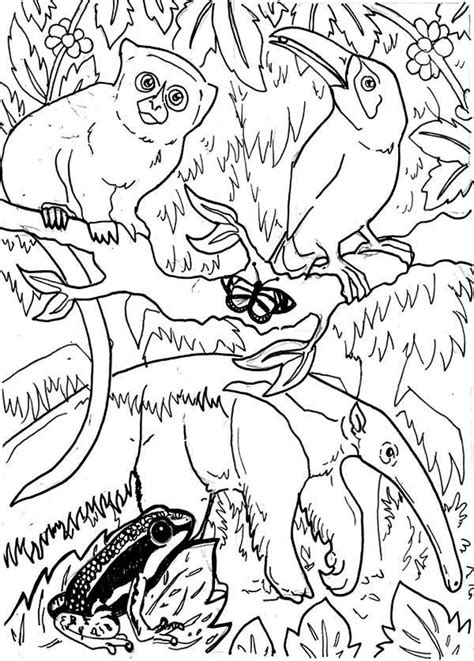 Pin On Rainforest Coloring Page