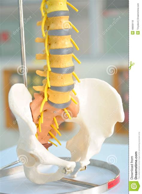 Human back bone chart back bones diagram human anatomy. Human Back Bone Model Stock Photo - Image: 48839118