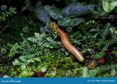 Millipede Is On A Rock With Moss Covered Stock Image Image Of