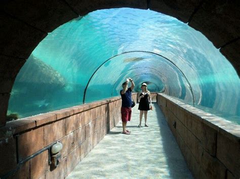 Aquarium Tunnel In Atlantis Bahamas Vacation Bahamas Favorite Holiday