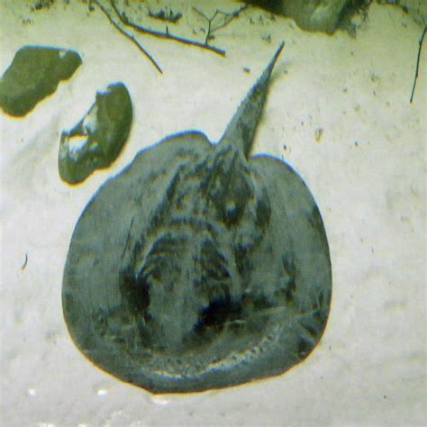 Ocellate River Stingray