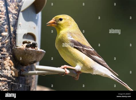 Female American Goldfinch Eating At A Backyard Bird Feeder The