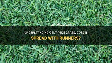 Understanding Centipede Grass Does It Spread With Runners Shuncy