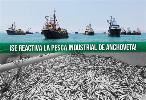 ¡se Reactiva La Pesca Industrial De Anchoveta El Montonero