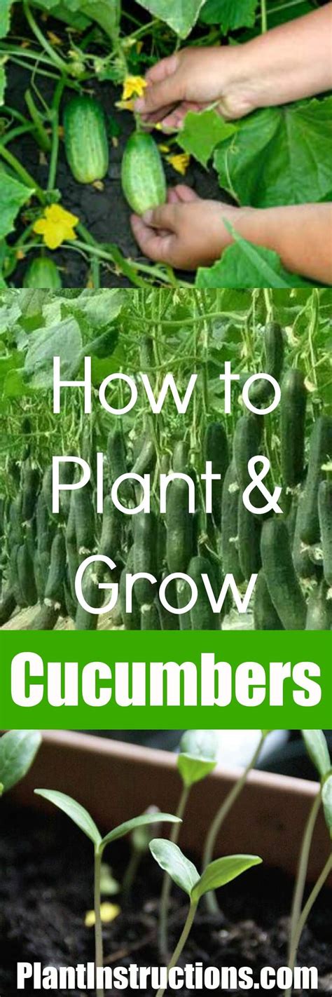 How To Plant Cucumbers Cucumber Plant Cucumber Gardening Planting