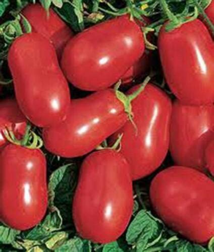 Roma Italian Tomato Seeds Heirloom Non Gmo Variety Sizes Free