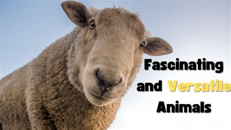 11 Fascinating Facts About Sheep From Wool To Wanderings Youtube