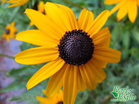 Fiori tipo margherita con quindici petali sottili e lunghi in quattro dimensioni diverse. Fiori Gialli Tipo Margherite