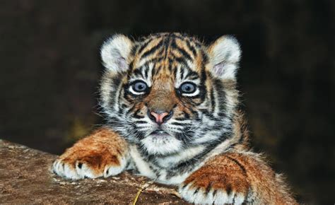 Rare Sumatran Tiger Cub Born In North Yorkshire Discover Animals