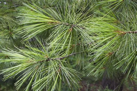 Pinus Strobus White Pine — Ontario Native Plant Nursery Container