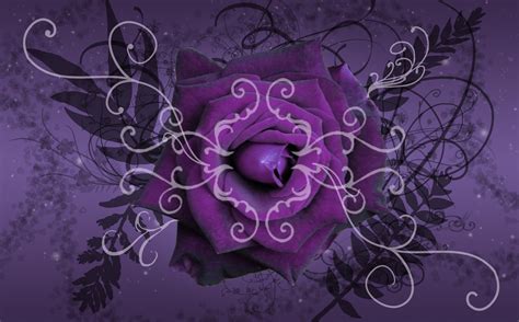 45 Free Live Purple Roses Wallpaper