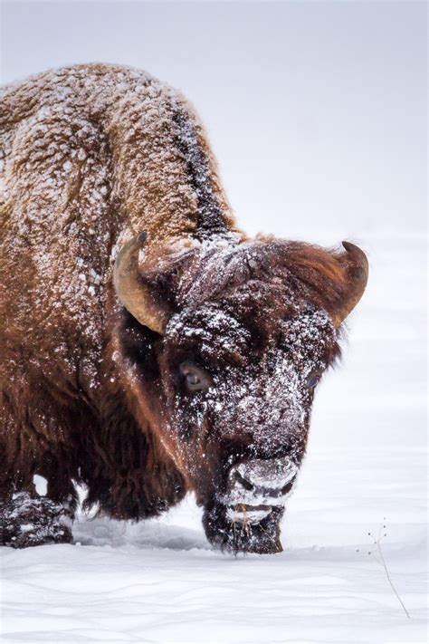 Bison In Deep Snow Fine Art Wildlife Photo Print Photos By Joseph C