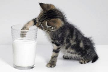 With lesser casien content compared to cow's milk, goat's milk is the perfect treat in the form of milk for your beloved feline. Home Remedies for Cats with Diarrhea | HowStuffWorks