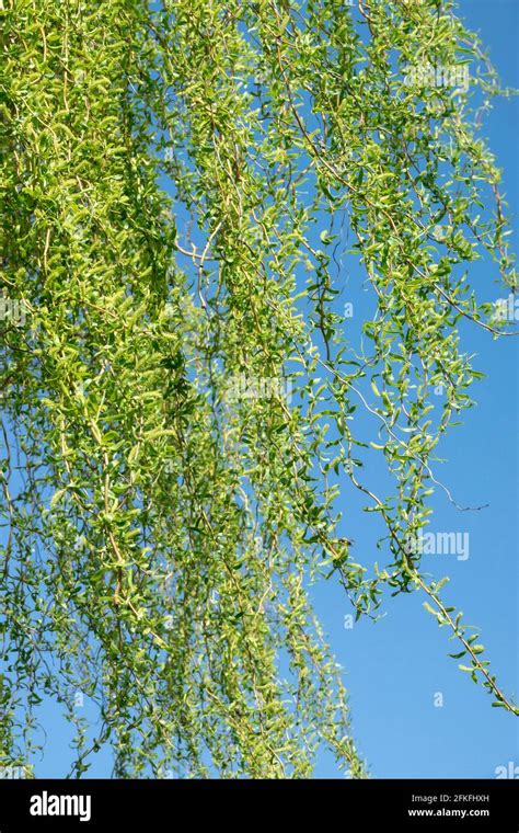 Weeping Willow Salix Babylonica Hanging Branches Stock Photo Alamy