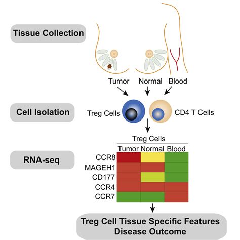 Regulatory T Cells Exhibit Distinct Features In Human Breast Cancer