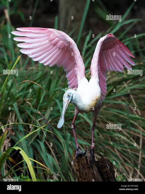 Roseate Spoonbill Bird With Wings Spread Enjoying Its Surrounding And