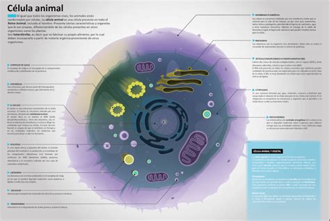 Super Infografía De La Célula Imagenes Educativas Célula Animal