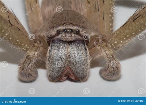 Spider Fangs Stock Photo Image Of Australia Insect 62244794