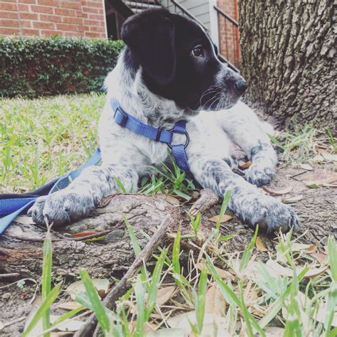 Blue Heelerlab Mix Puppiesss And Other Adorable Creatures