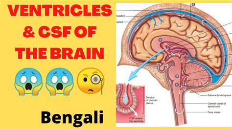 The Ventricles Of The Brain And Csf Circulation Ll In Bengali Language