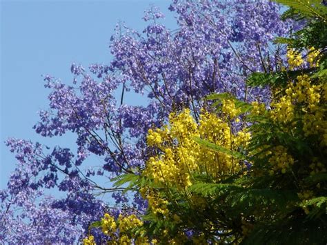 The left flower has just shed its large brown pyamidal bud cap, revealing stamens still unfurled. South American sisters - Guapuruvu (yellow) and Jacaranda ...