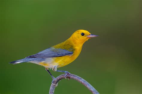 Prothonotary Warbler Audubon Field Guide