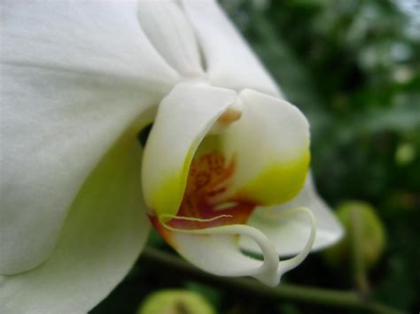 .the american orchid society magazine orchids, as well as the proceedings of the world orchid his lifelong passion was the growing of orchids for which he received many awards and honors. American-Orchid-Society-Delray-Beach-FL-094