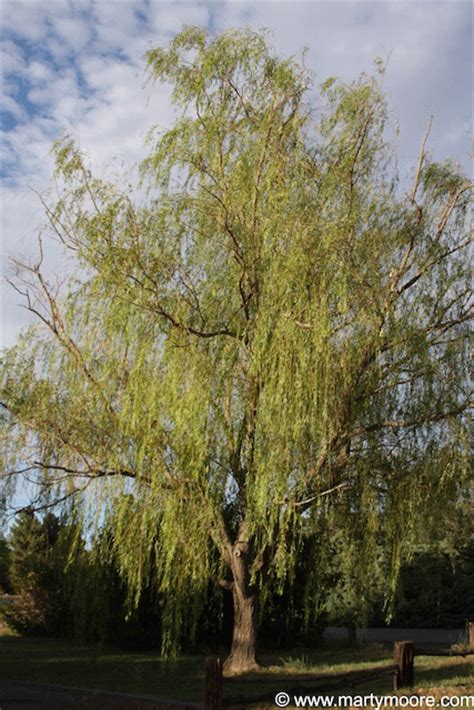 Weeping Willow Trees Fast Growing Shade Trees For The