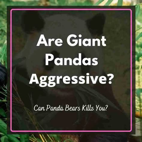 Are Giant Pandas Aggressive 3 Things You Should Know