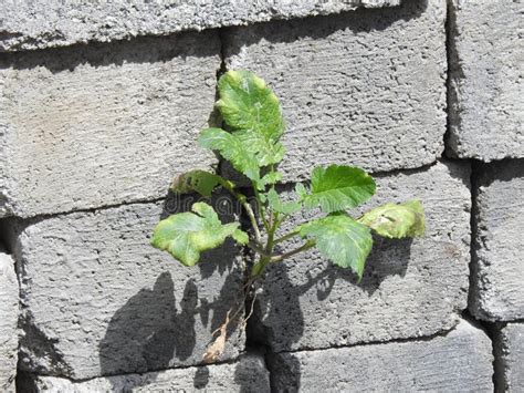Plant Growing In The Gap Of The Cement Block Or Bricks Cement Bricks
