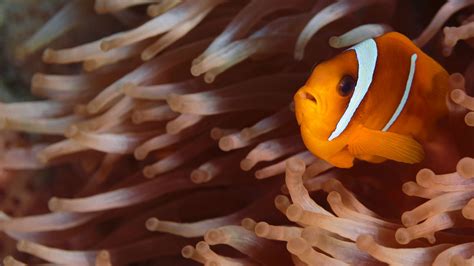 Blinding Nemo Artificial Lights Prevent Clownfish Eggs From Hatching