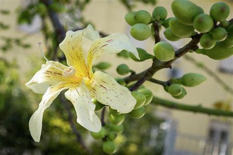 Exotic Flower Blooming Ceiba Speciosa Silk Floss Tree Photograph By