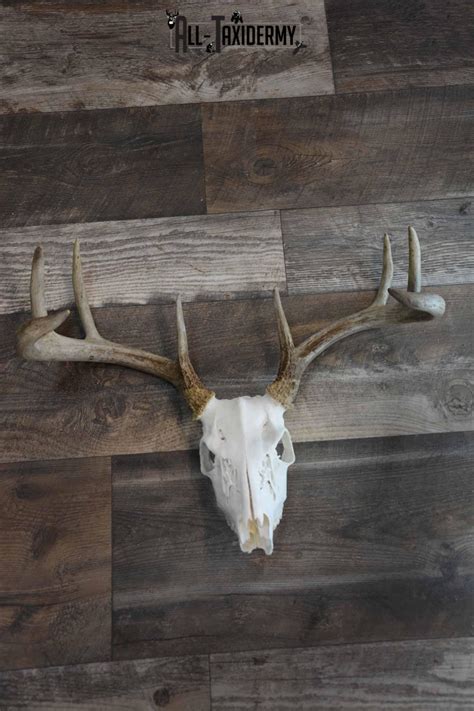 8 Point Whitetail Deer Skull For Sale Sku 1277 All Taxidermy