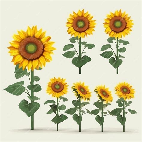 Premium Vector Pack Of Intricate Sunflower Patterns For Your Design Needs