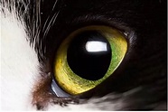 Cat Eyes: Anatomy, Function and Vision | Cat-World