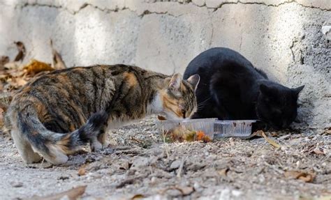 How To Feed Feral Cats While On Vacation Smart Yard Guide