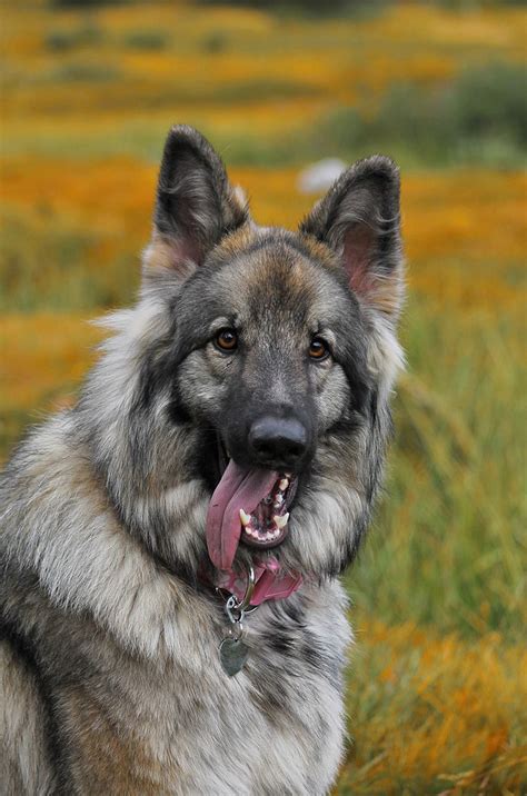 Shiloh Shepherd Dogs How Does This Super Sized Dog Measure Up