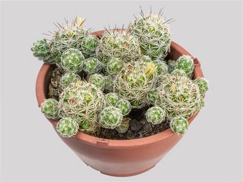 Guia Completo Para Cultivar E Cuidar De Mammillaria Jardim Secreto