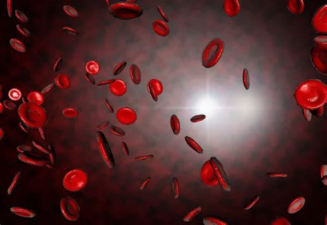 Erythrocyte Red Blood Cells Anatomy Medical Concept Inside Human