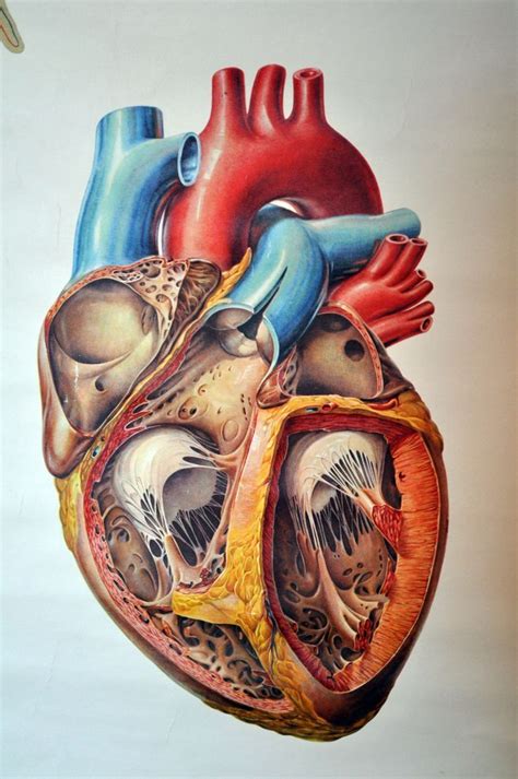 Corazón Heart Anatomy Human Anatomy Art Medical Illustration