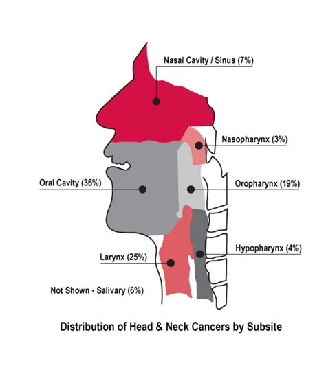 Self Exam Guide Head And Neck Cancer Alliance
