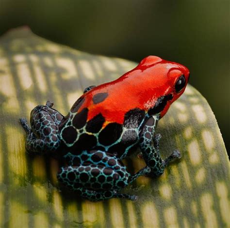 These Magnificent Frogs Are Absolutely Amazing To Look At But Are They