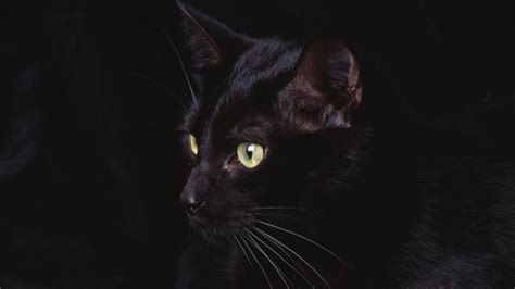 Check spelling or type a new query. HD Cat Wallpapers 1920x1080 - WallpaperSafari