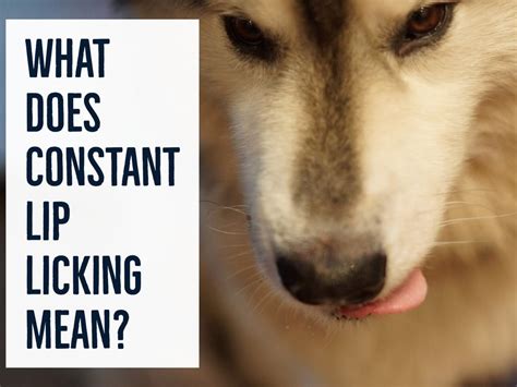 Symptoms Of Red And Swollen Lips In Dogs